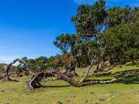 Manche Bäume biegen sich bis zum Boden hinunter - Fanal Hochebene